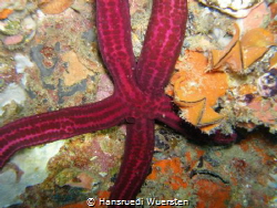 Velvety Sea Star - Leiaster speciosus by Hansruedi Wuersten 